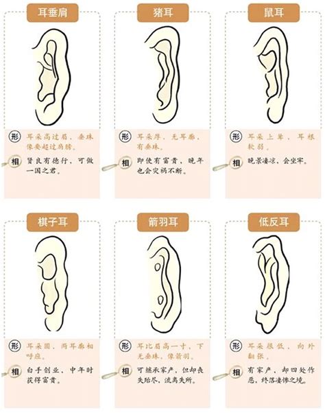 鼠耳面相|面相耳朵图解【最详细版】 – 杨易德全集官网